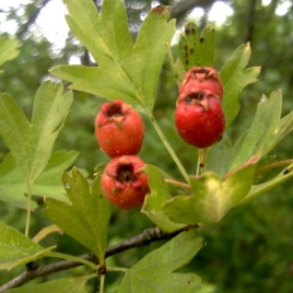 AUBEPINE FRUIT - SHAN ZHA Gélules concentrées