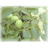 Noix - Juglans regia Extrait Alcoolique