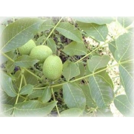 Noix - Juglans regia Extrait Alcoolique