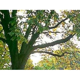 Marron d'Inde - Aesculus Extrait Alcoolique BIO