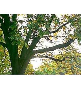 Marron d'Inde - Aesculus Extrait Alcoolique BIO