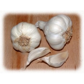 Ail - Allium sativum Extrait Alcoolique