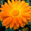 Souci - Calendula officinalis Extrait Alcoolique BIO