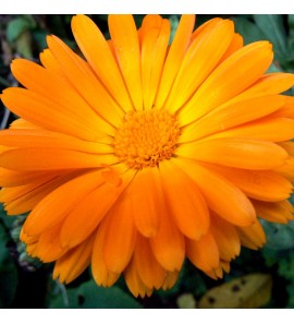 Souci - Calendula officinalis Extrait Alcoolique BIO