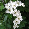 Aubépine - Crataegus monogyna Extrait Alcoolique
