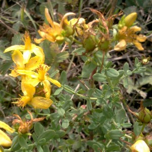 Millepertuis - Hypericum perforatum Extrait Alcoolique BIO