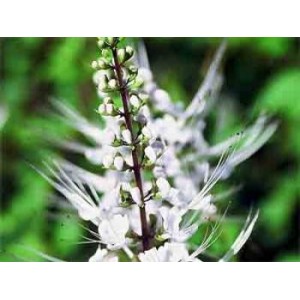 Orthosiphon - Orthosiphon stamineus Extrait Alcoolique