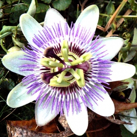 Passiflore - Passiflora incarnata Extrait Alcoolique BIO