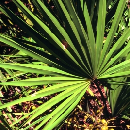 Serenoa - Sabal serrulata Extrait Alcoolique BIO