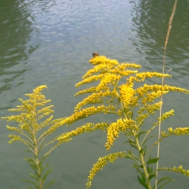 Verge d'Or - Solidago virga aurea Extrait Alcoolique BIO