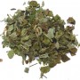 Alchemille vulgaire plante