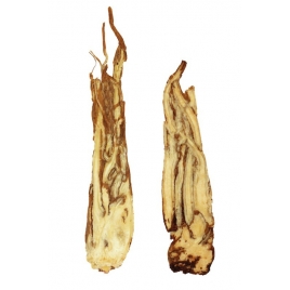 Angélique racine BIO