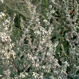 Armoise feuille