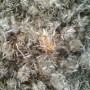 Arnica de culture fleur