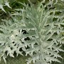 Artichaut BIO feuille