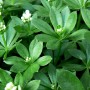 Aspérule BIO feuille