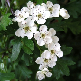 Aubépine BIO sommité fleurie