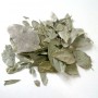 Boldo feuille