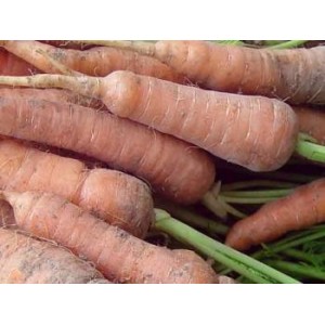 Carotte gélules poudre totale de racine 280mg
