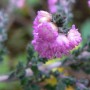 Bruyère fleur