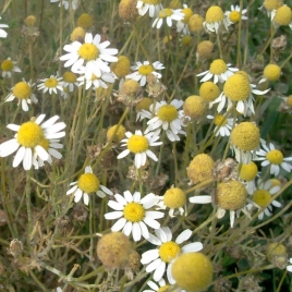 Camomille Matricaire poudre