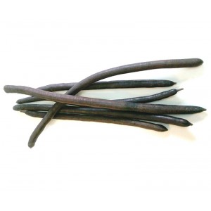 Casse Muette Canéficier