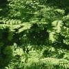 Capillaire fronde