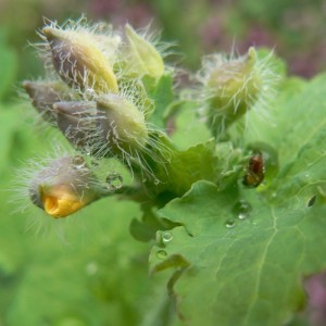 Chelidoine plante