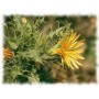 Carthame fleur