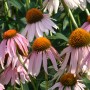 Echinacée  racine
