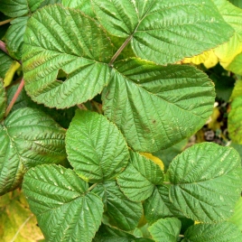 Framboisier feuille bio