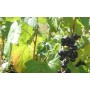 Cassis  feuille