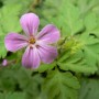 Geranium rob plante