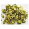 Houblon cône
