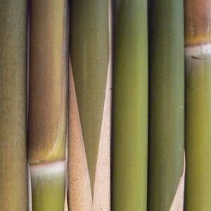 Bambou Tabashir  poudre