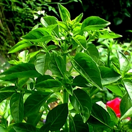 Basilic feuille poudre