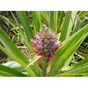 Ananas gélules de poudre de tige 235mg