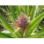 Ananas gélules de poudre de tige 235mg