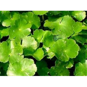 Centella Hydrocotyle plante (Gotu Kola)