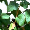 Cassis feuille poudre gélules 250mg