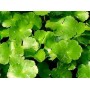 Centella Gotu Kola poudre gélules 220mg