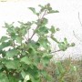 Bardane gélules racine poudre totale 250mg