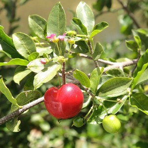 Acerola gélule de poudre de jus concentré  200mg