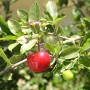 Acerola gélule de poudre de jus concentré  200mg