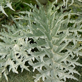 Artichaut feuille poudre gélules 240mg