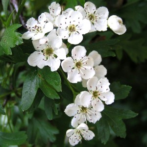 Aubépine gélules de poudre totale de sommité 150mg