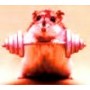 Carnitine 750mg gélule