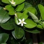 Oranger doux fleur