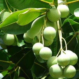 huile végétale de Calophylle Bio 100 ml