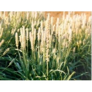 Ispaghul tégument poudre